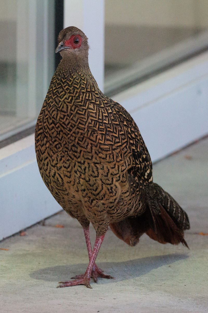 Faisan de Swinhoe - ML644251939