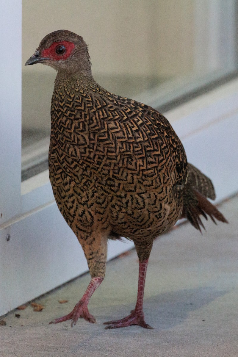 Faisan de Swinhoe - ML644251940