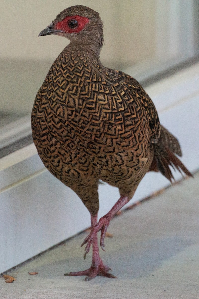 Faisan de Swinhoe - ML644251941