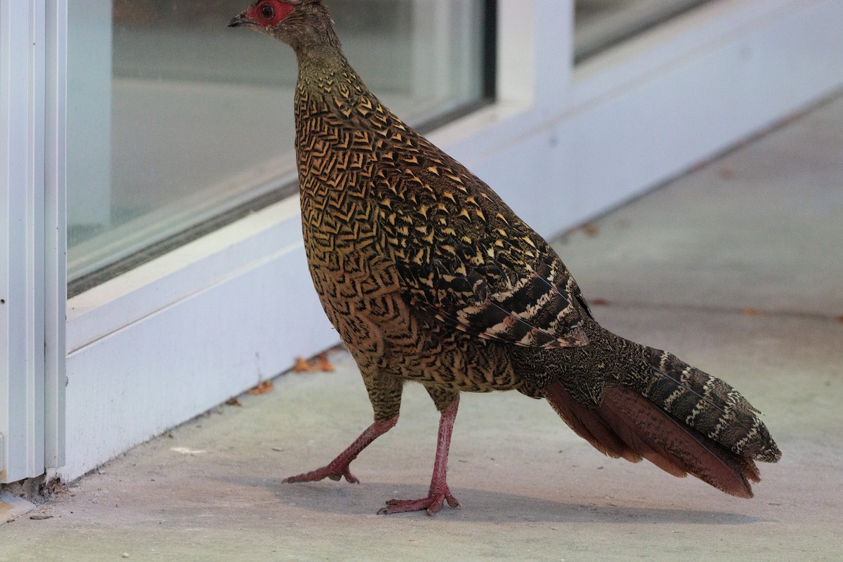 Faisan de Swinhoe - ML644251944