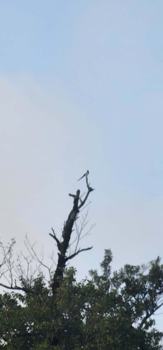 Elster - ML644251946