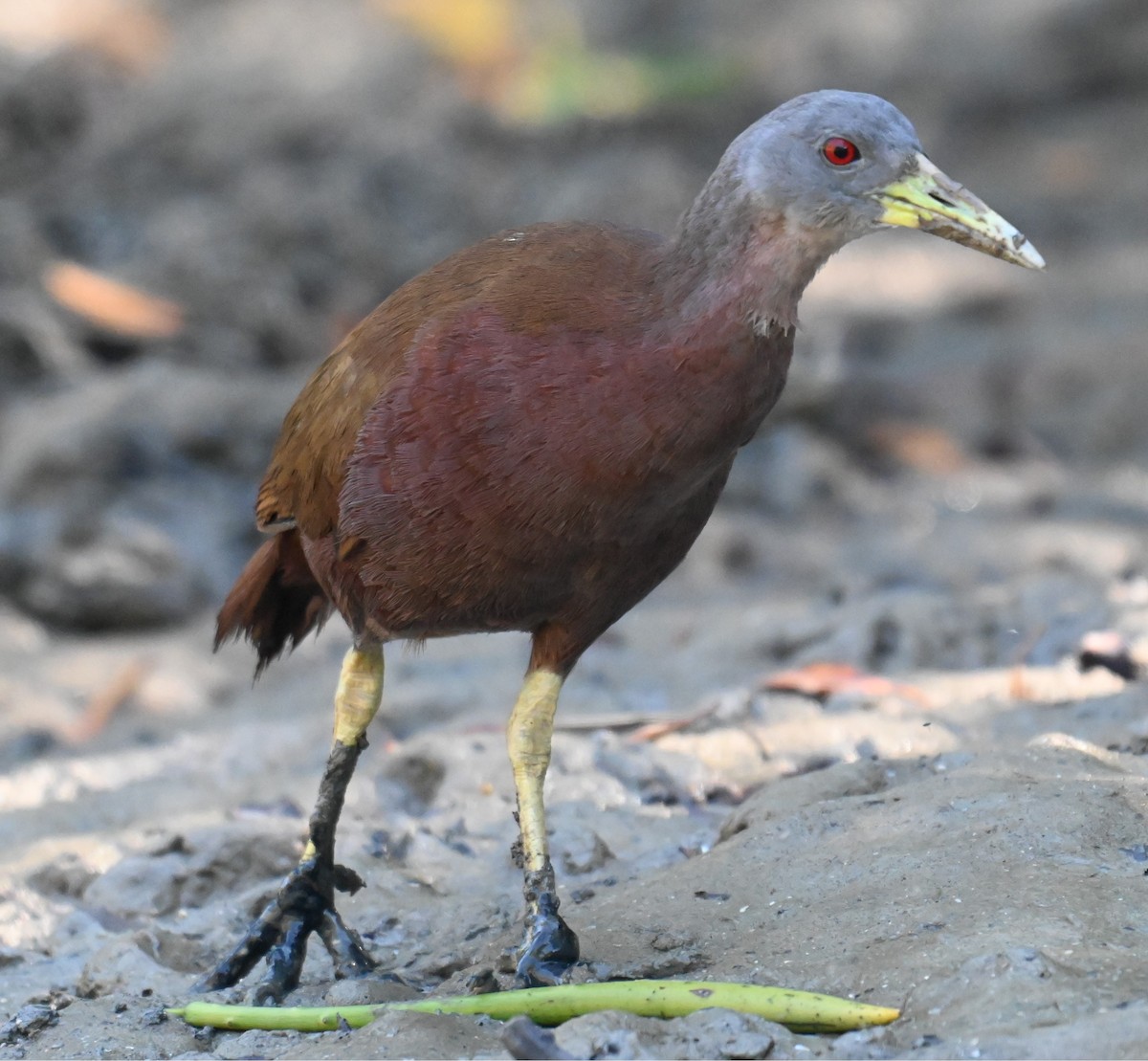 Chestnut Rail - ML644251961