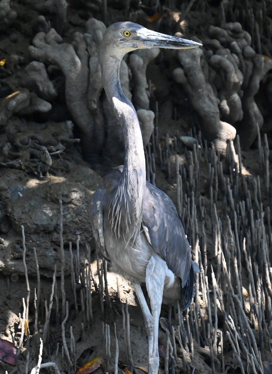 Great-billed Heron - ML644251966
