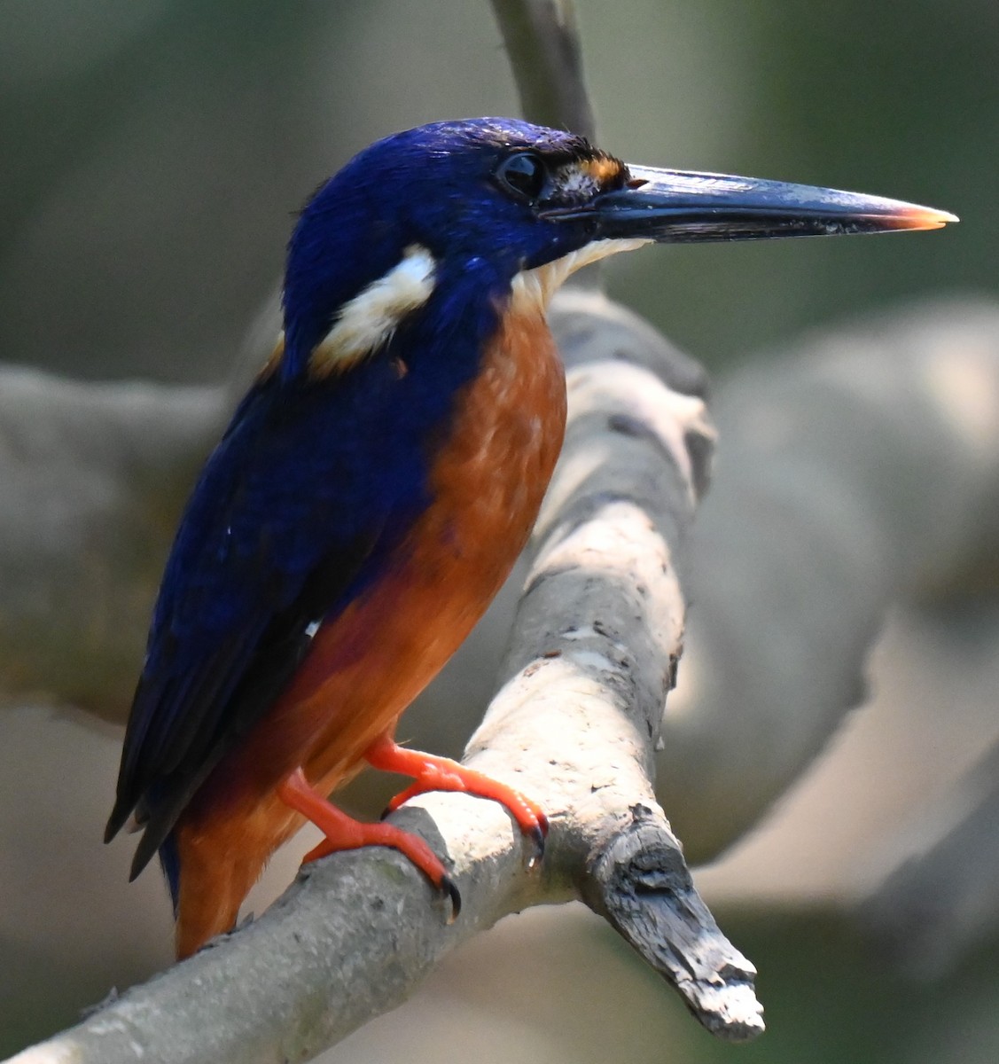 Azure Kingfisher - ML644251970