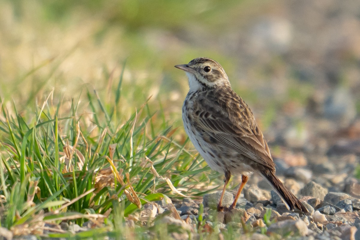 Australian Pipit - ML644251973