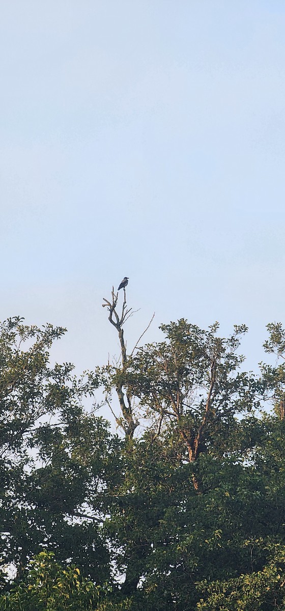 Nebelkrähe - ML644251975