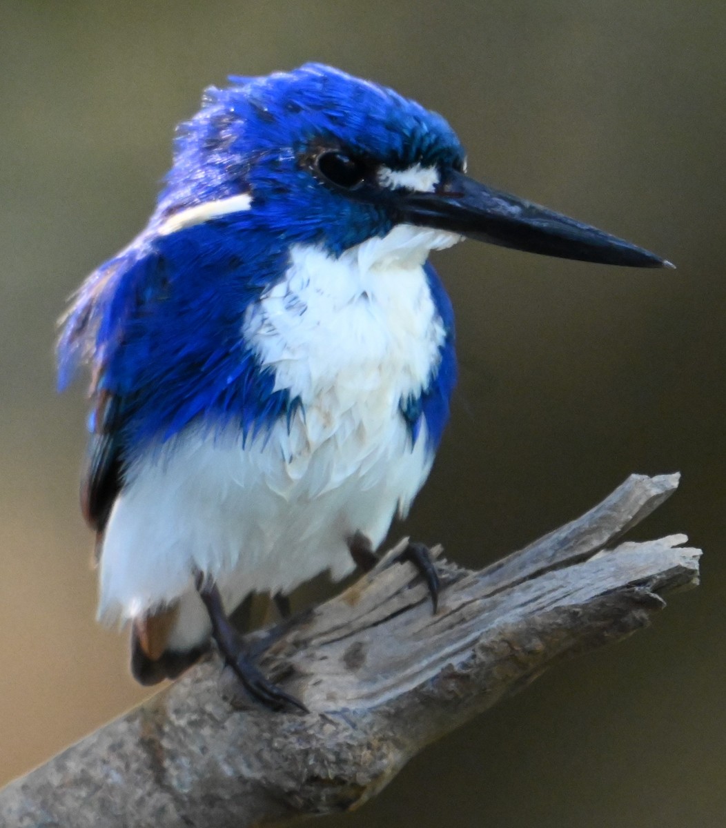 Little Kingfisher - ML644251978