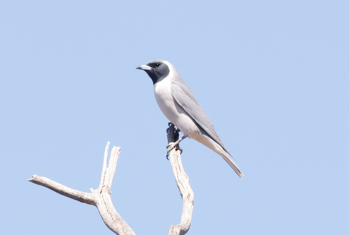 Masked Woodswallow - ML644251979