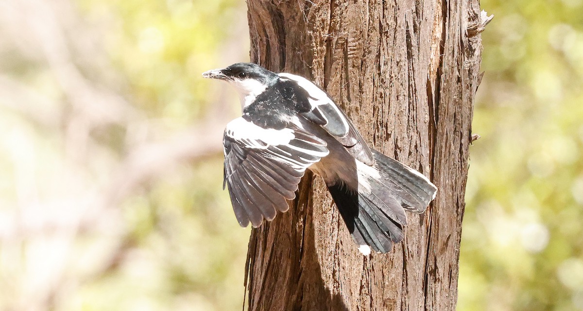 White-winged Triller - ML644251989