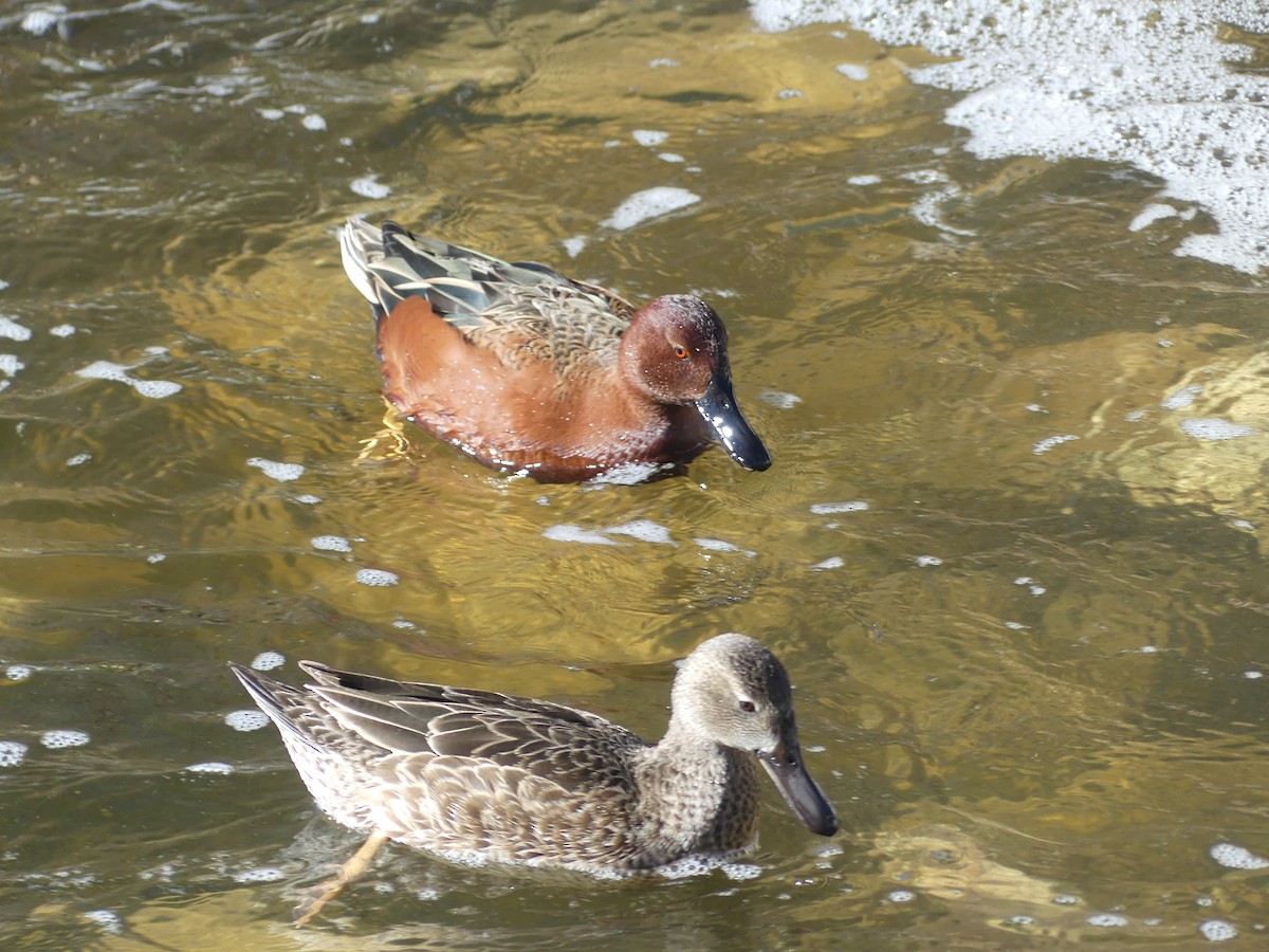 Cerceta Colorada - ML644251994