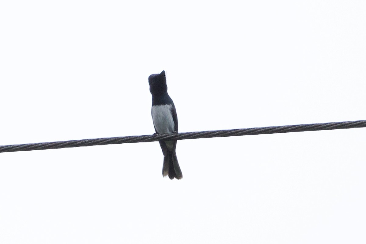 Melanesian Flycatcher - Otto Mayer