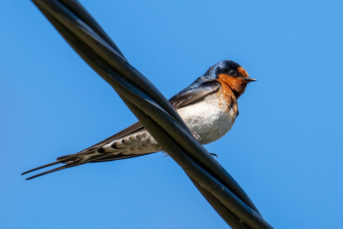 Welcome Swallow - ML644252015