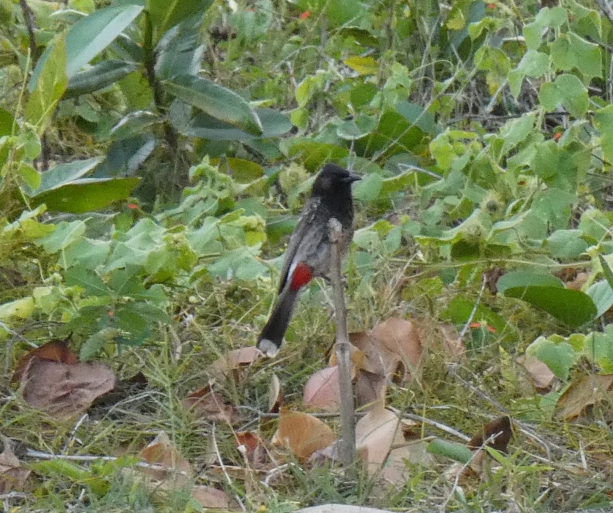 Red-vented Bulbul - ML644252026