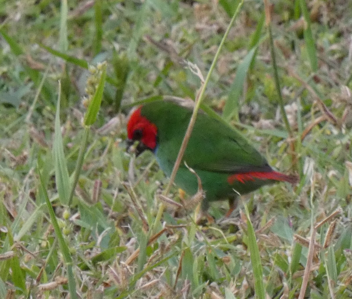 Fiji Parrotfinch - ML644252030