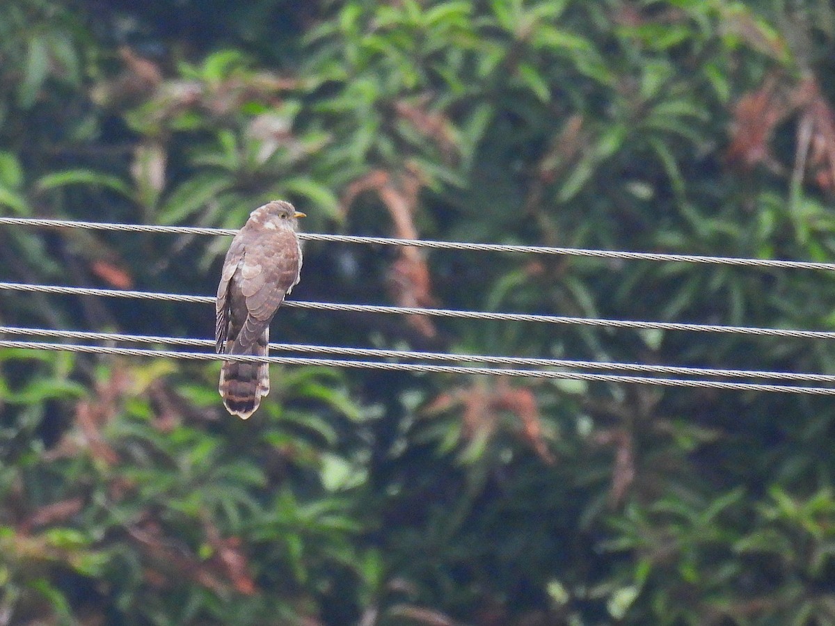 ハイタカジュウイチ - ML644252031