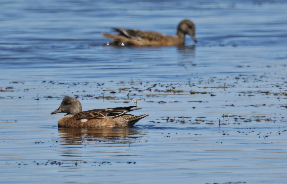 Amerika Fiyusu - ML644252052