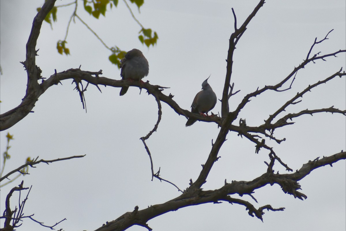 Spitzschopftaube - ML644252060