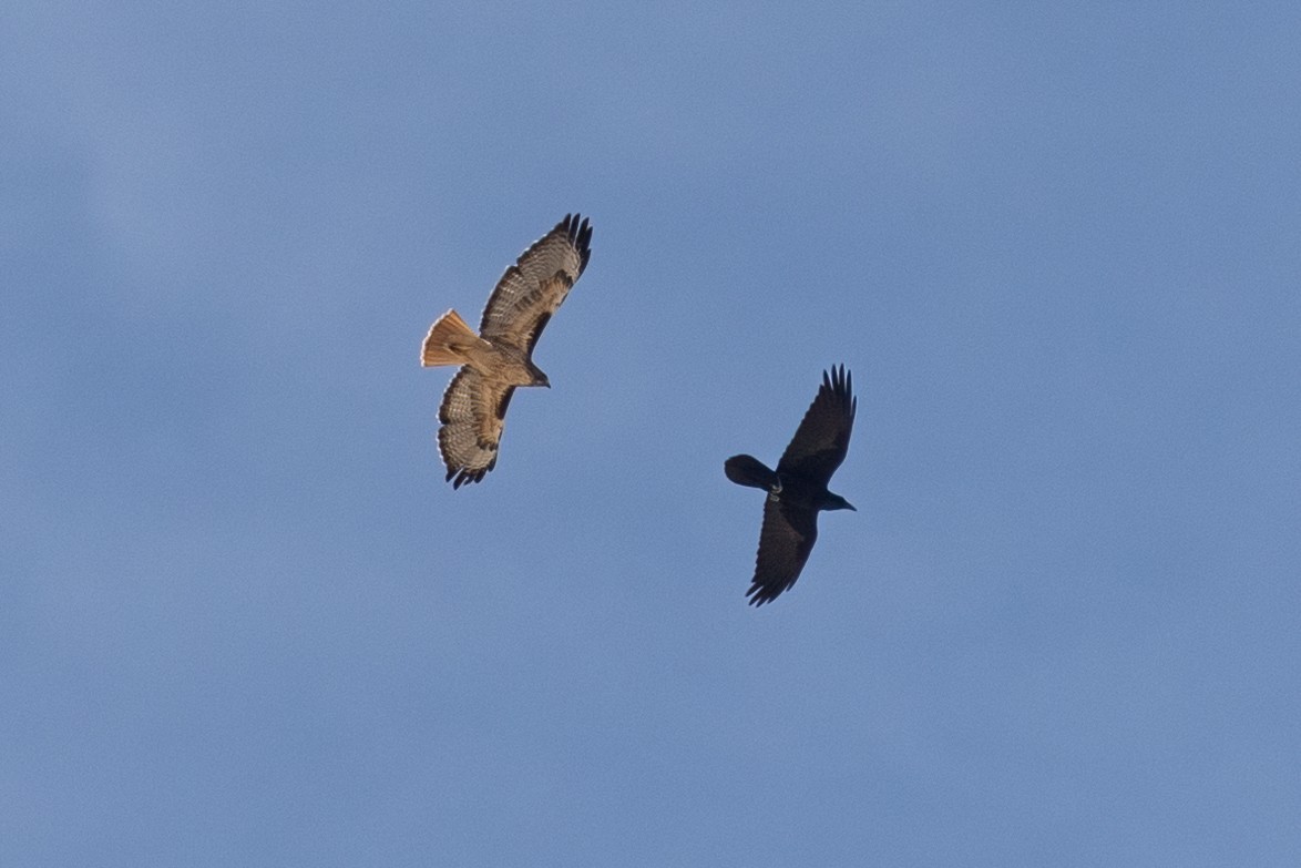 Red-tailed Hawk - ML644252062