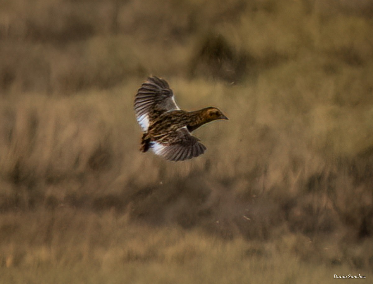 Yellow Rail - ML644252063