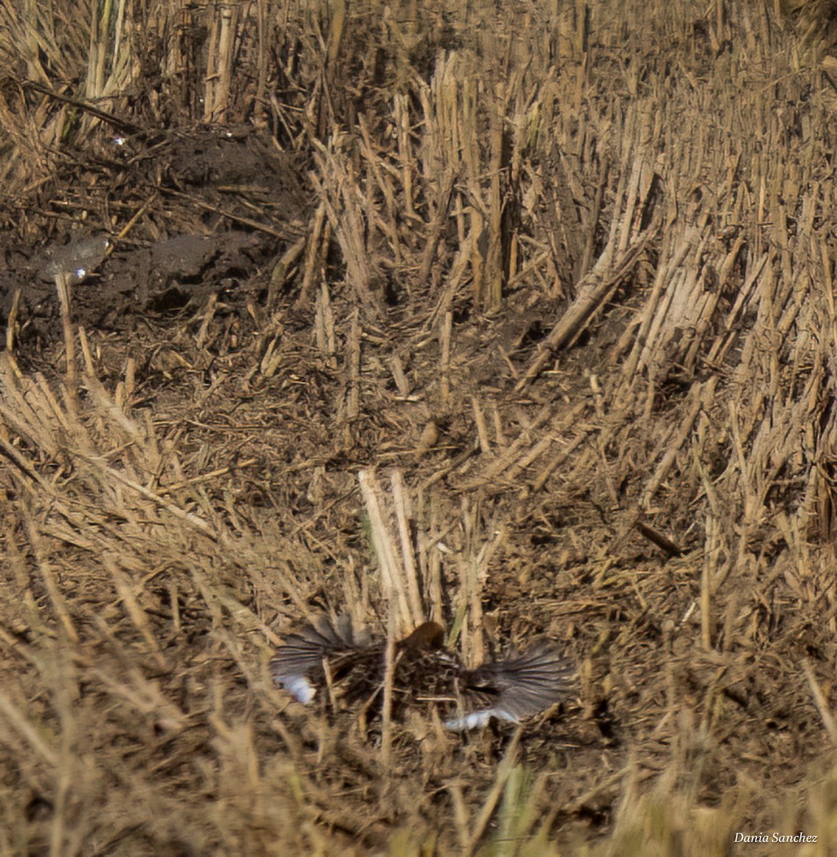 Yellow Rail - ML644252065