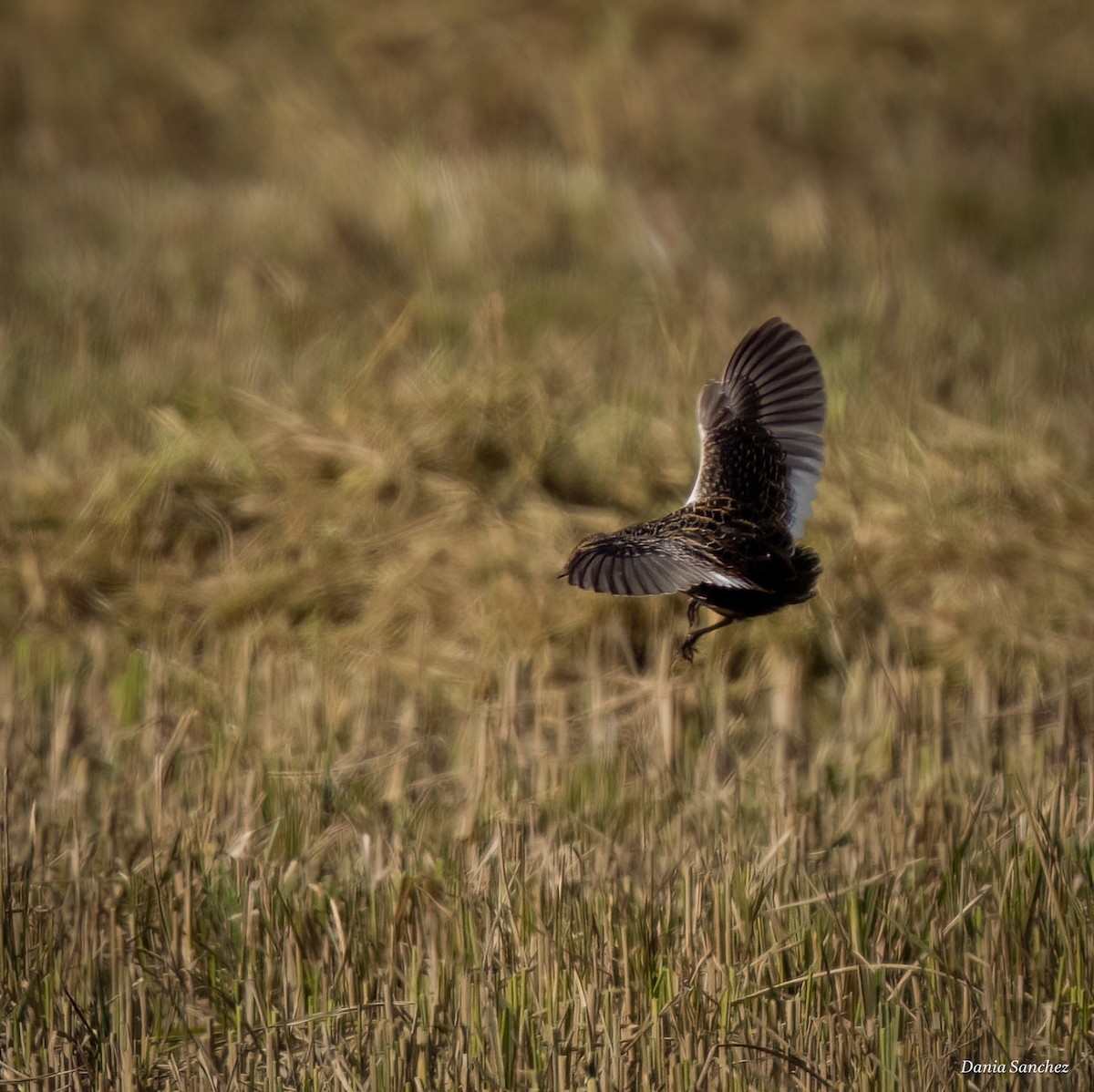 Yellow Rail - ML644252068