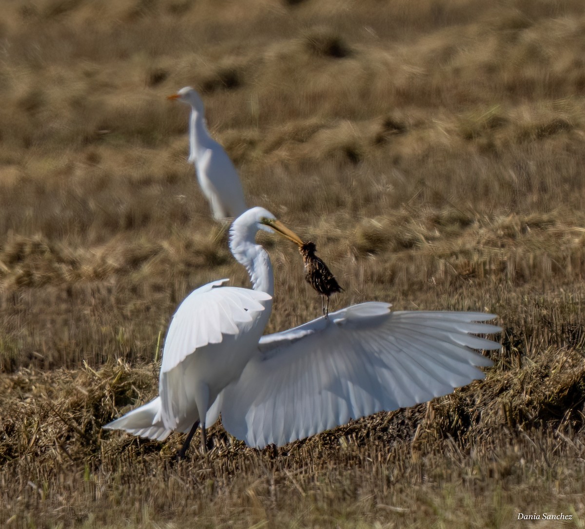 Yellow Rail - ML644252069