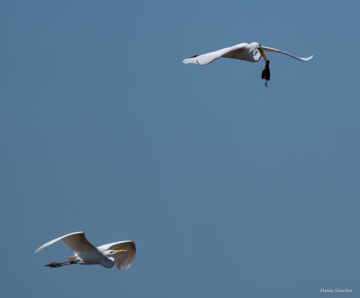 Yellow Rail - ML644252070