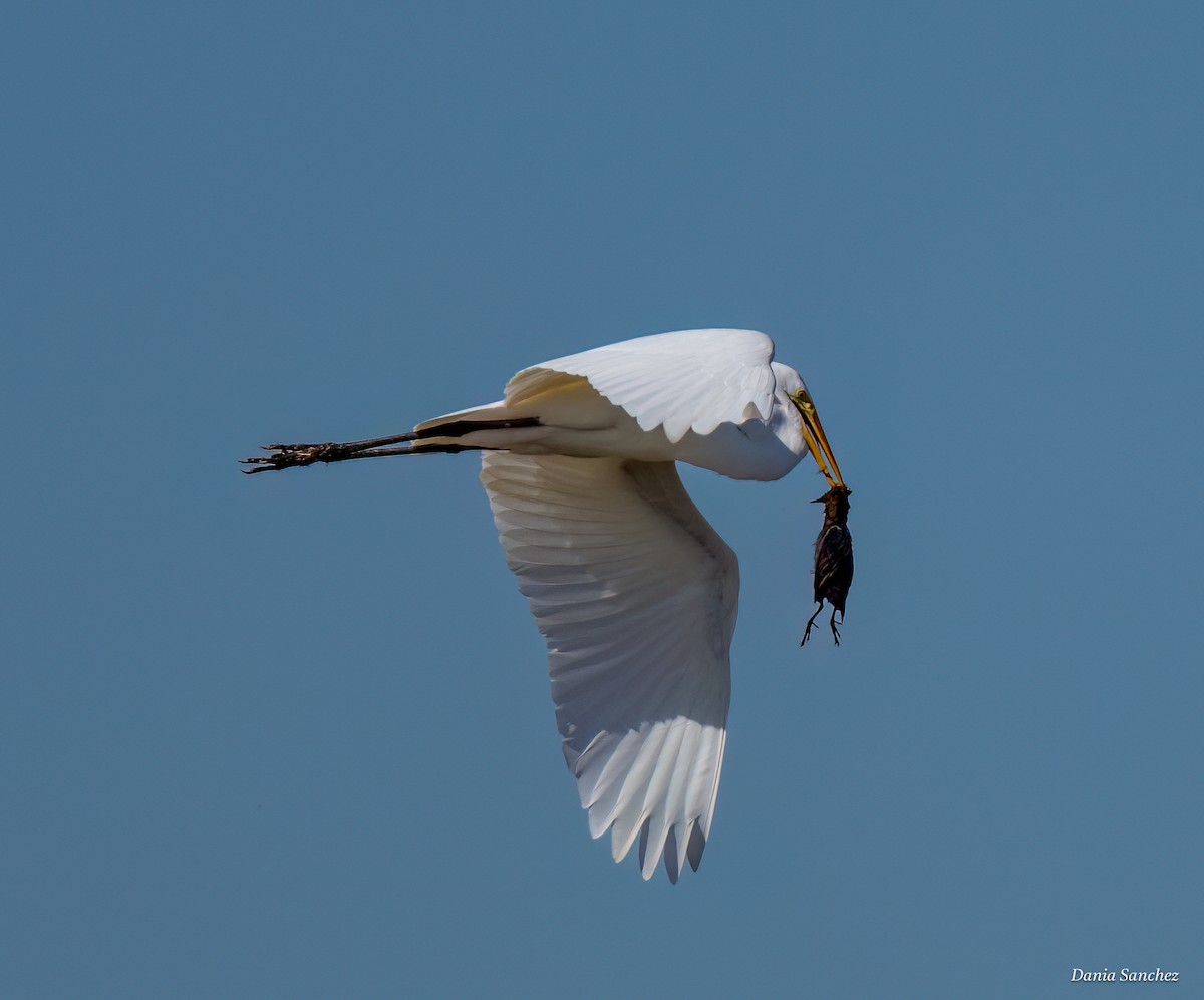 Yellow Rail - ML644252071