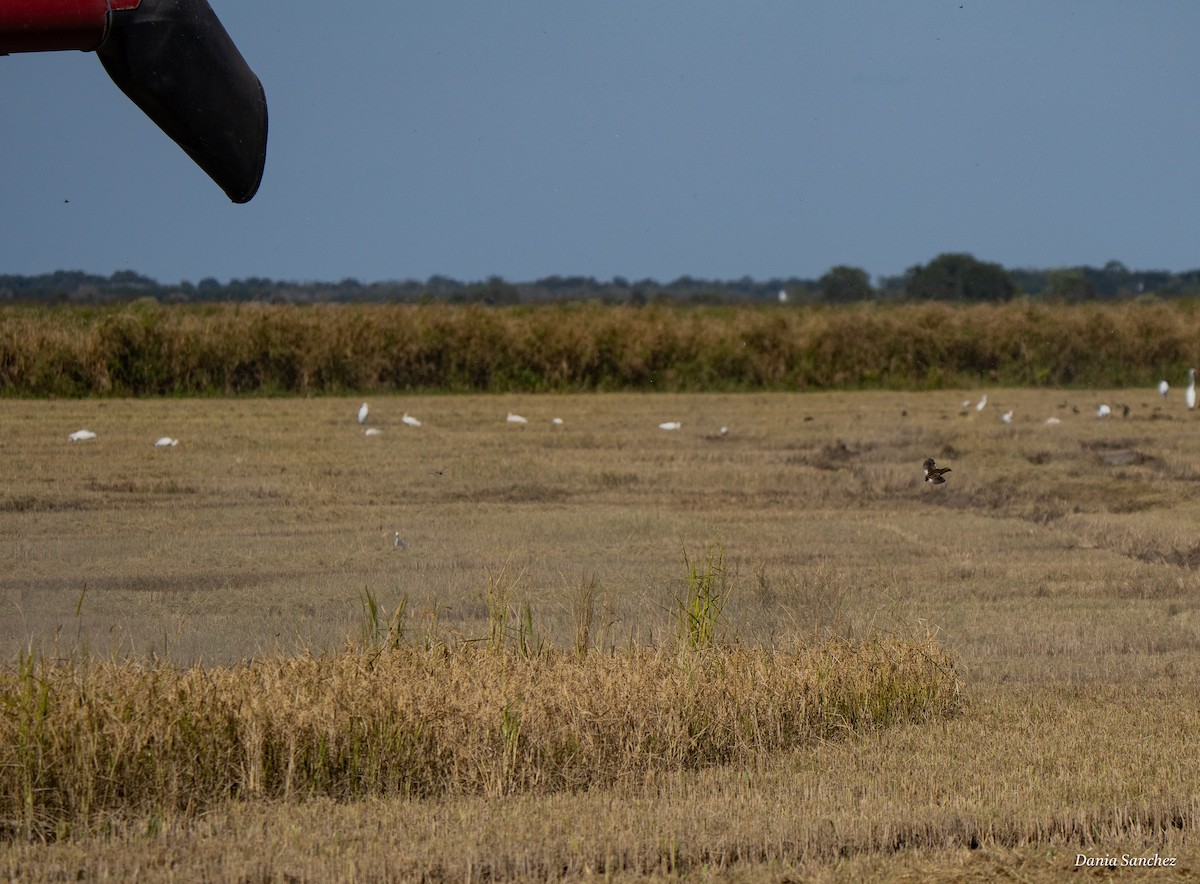 Yellow Rail - ML644252072