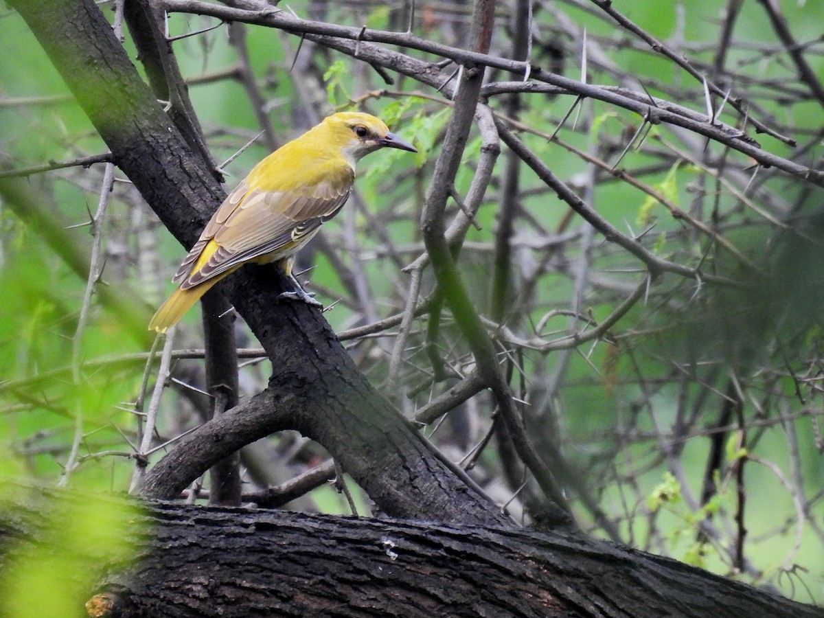 זהבן הודי - ML644252078