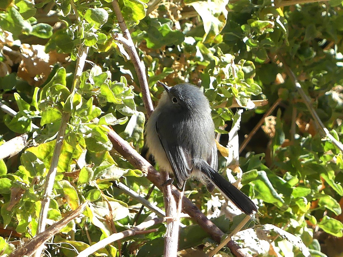 Perlita Colinegra - ML644252080