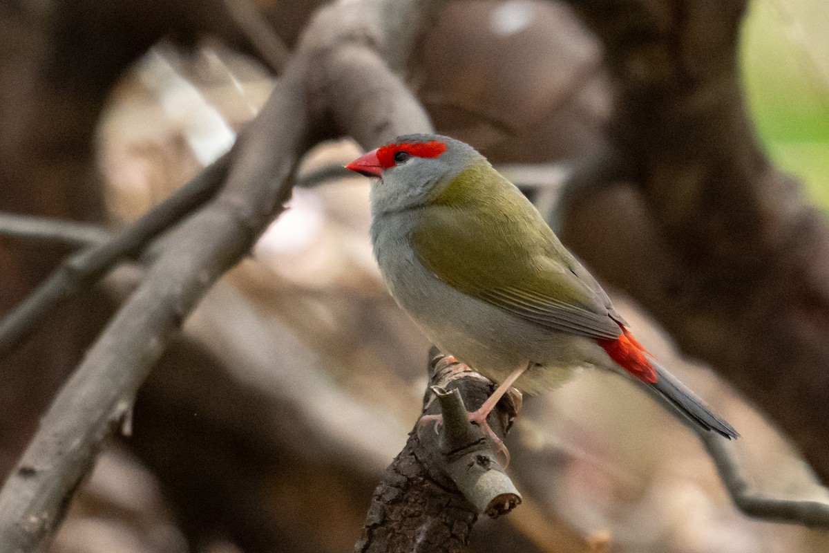 Al Kaşlı Belikınalı - ML644252095