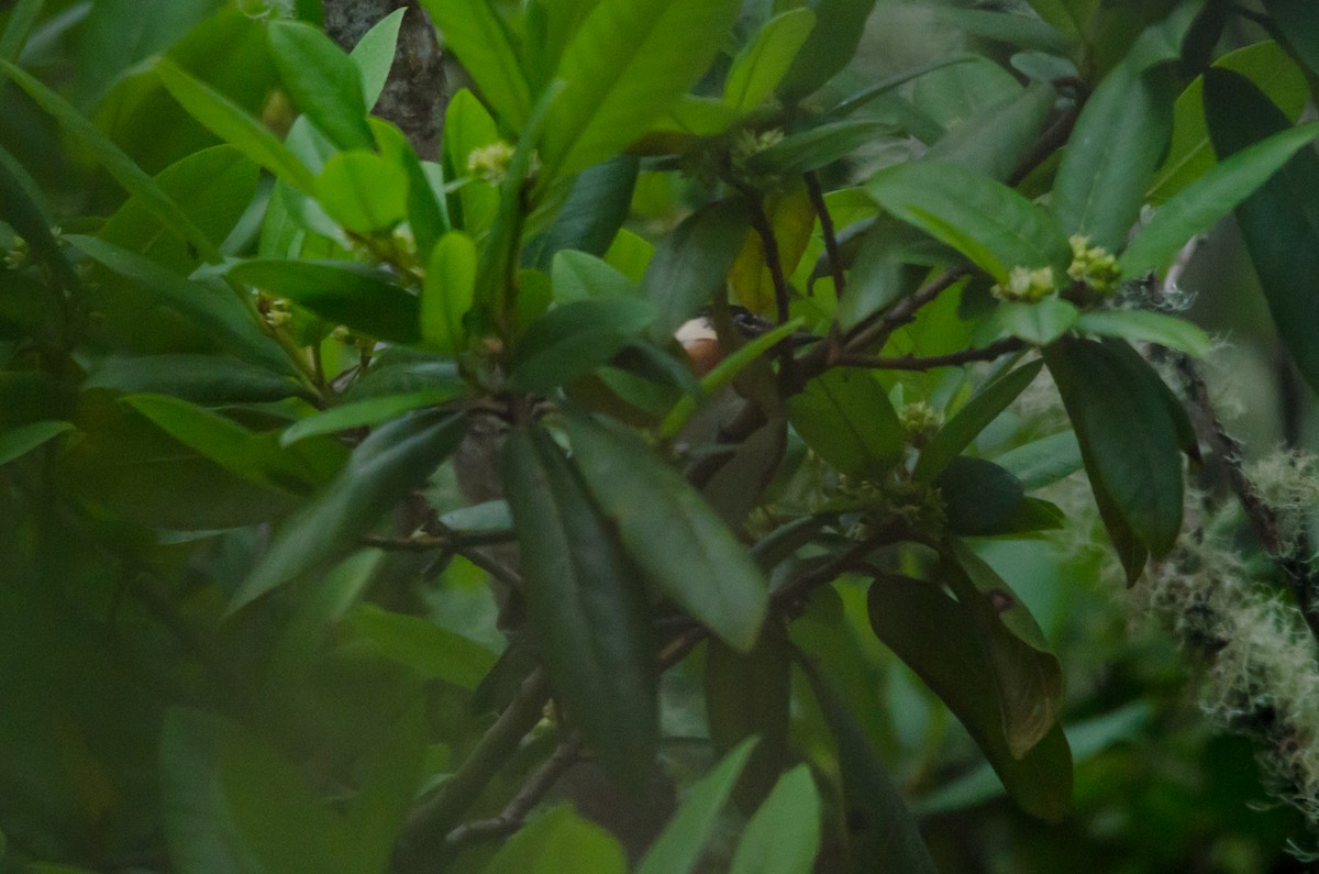 Bay-breasted Warbler - ML644252096