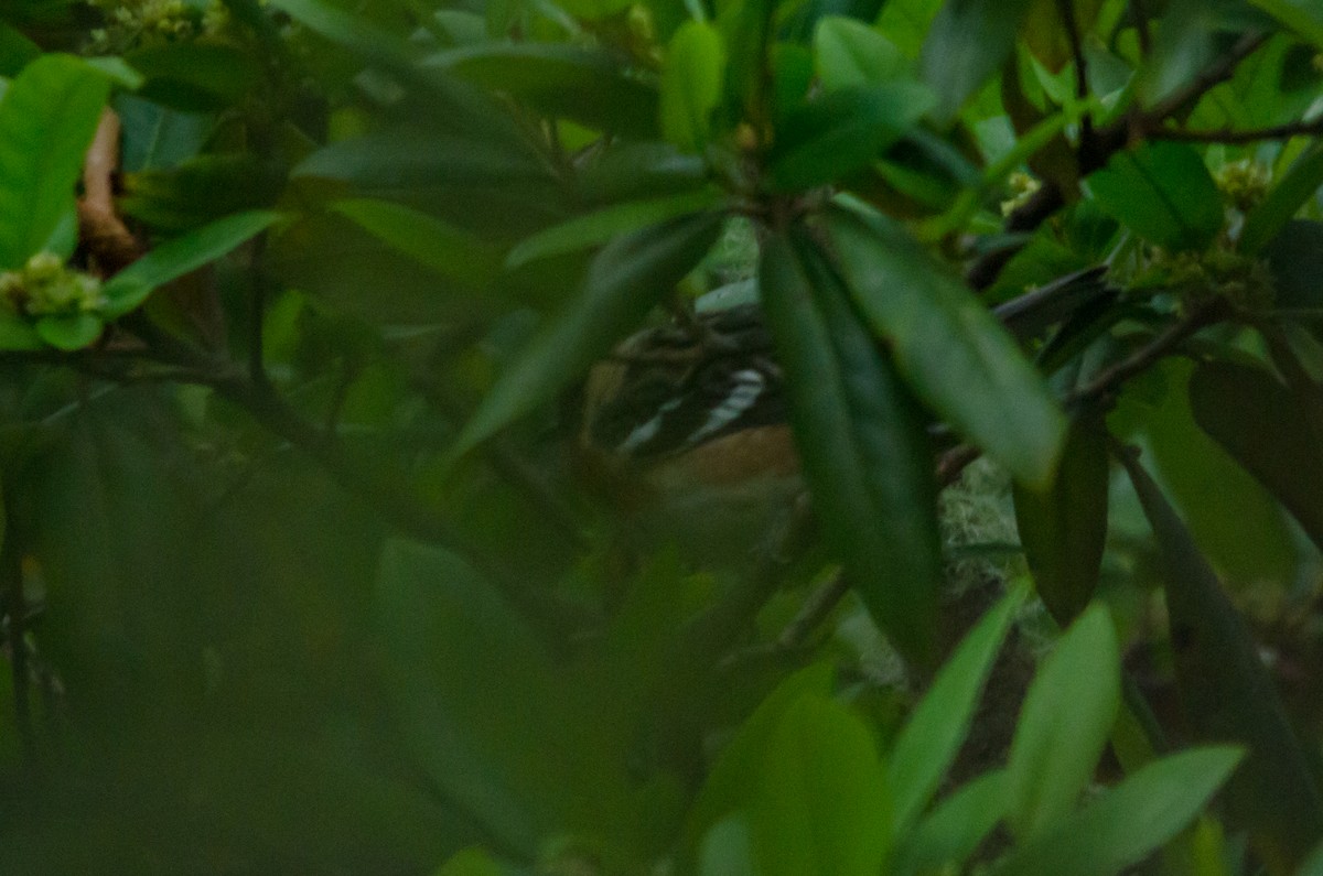 Bay-breasted Warbler - ML644252097