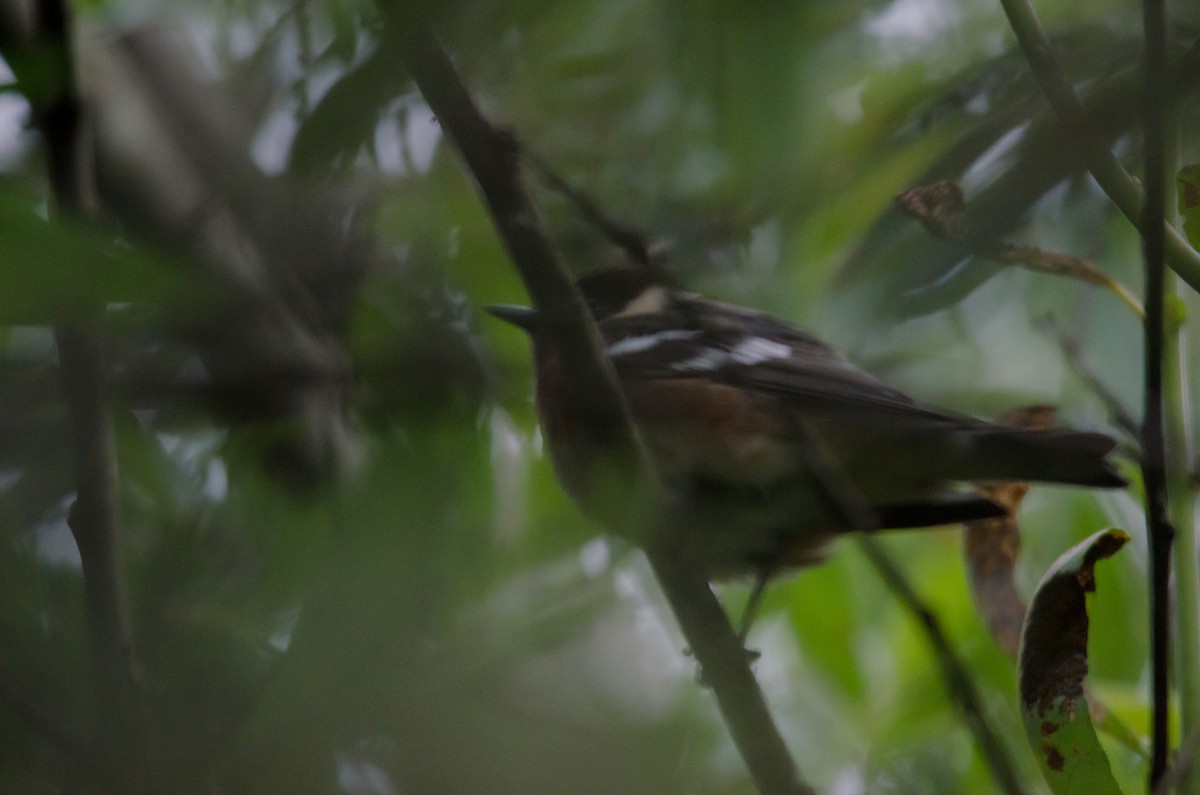 Bay-breasted Warbler - ML644252098
