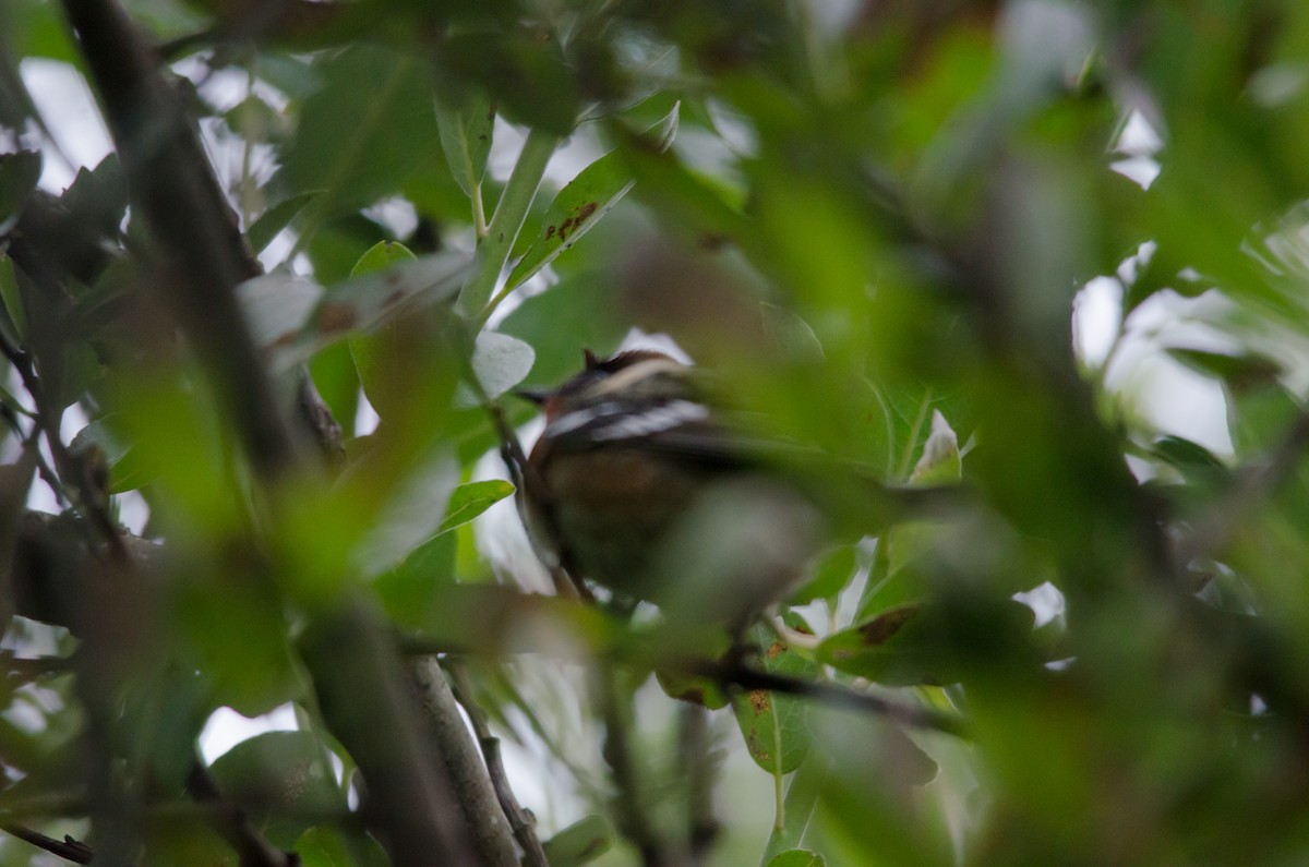 Bay-breasted Warbler - ML644252099