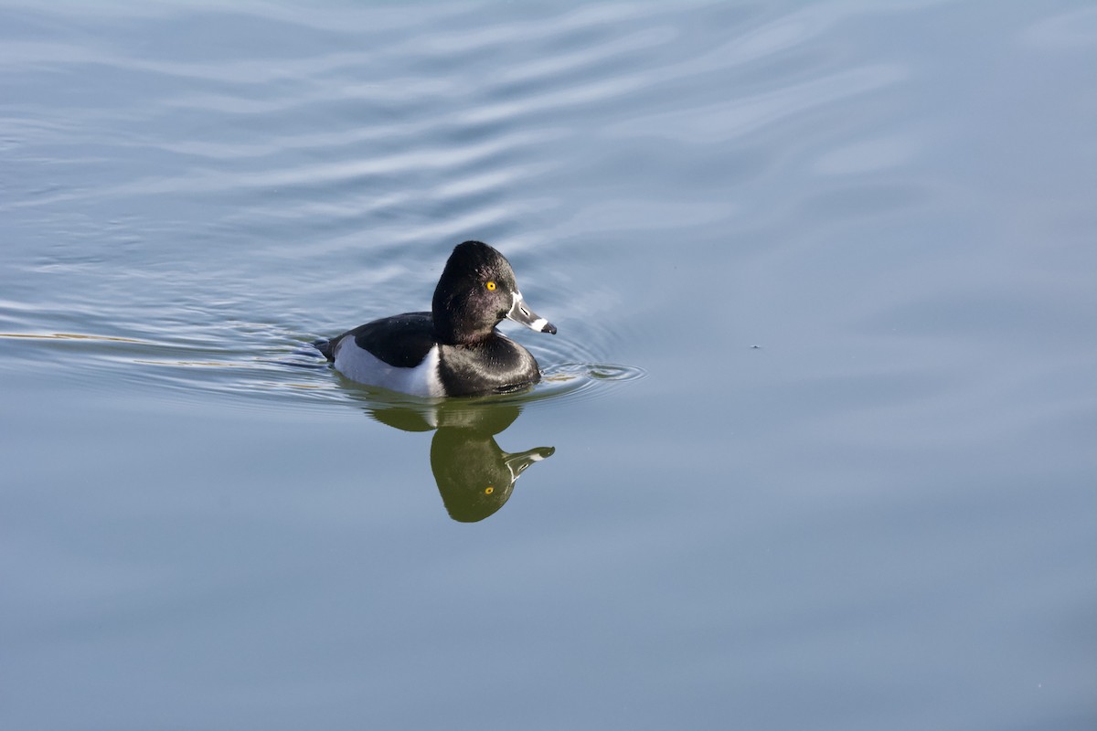 環頸潛鴨 - ML644252106