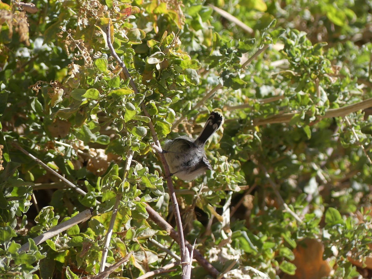 Perlita Colinegra - ML644252107