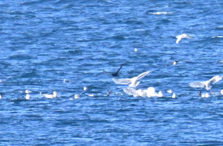 buřňák tenkozobý - ML644252117