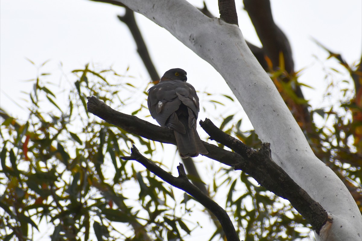 Épervier à collier roux - ML644252118