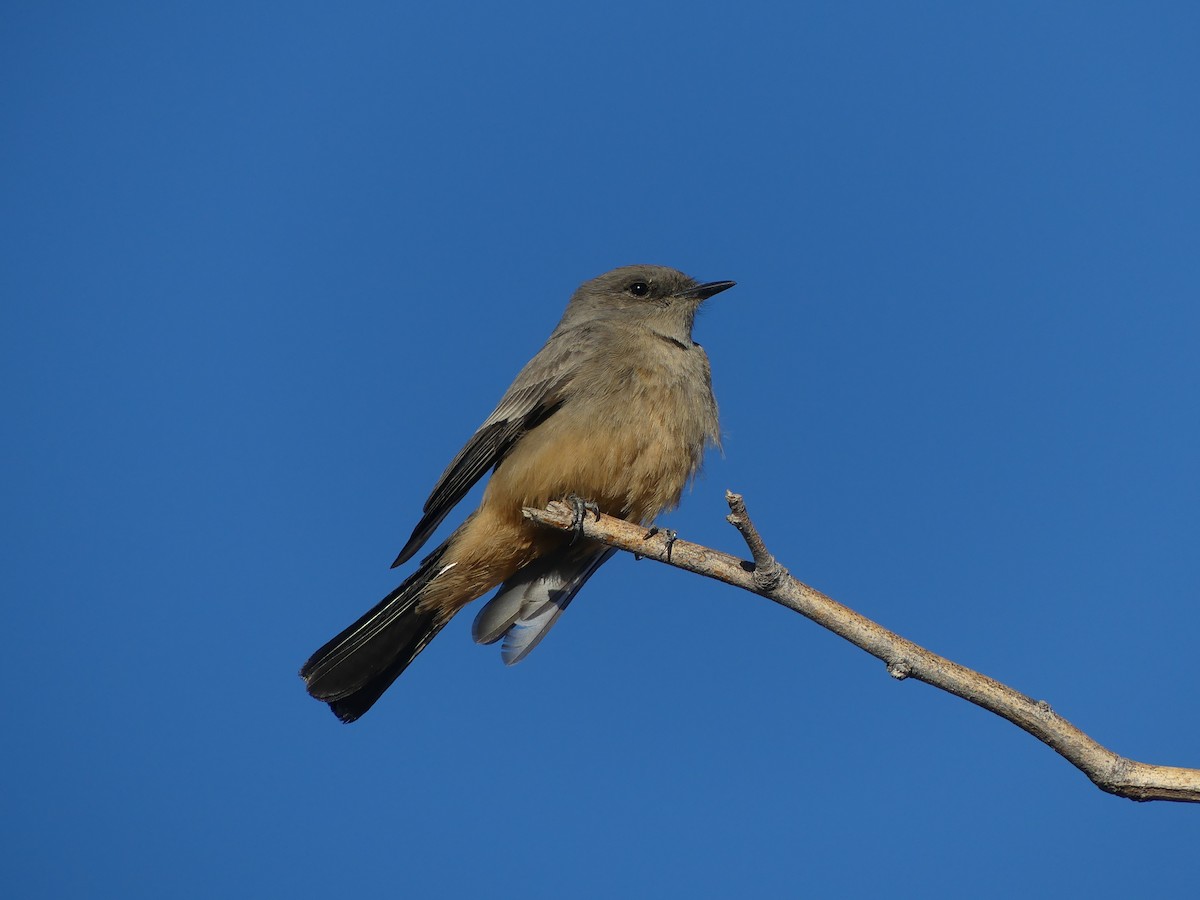Mosquero Llanero - ML644252133