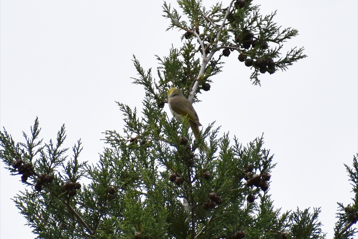 White-plumed Honeyeater - ML644252137