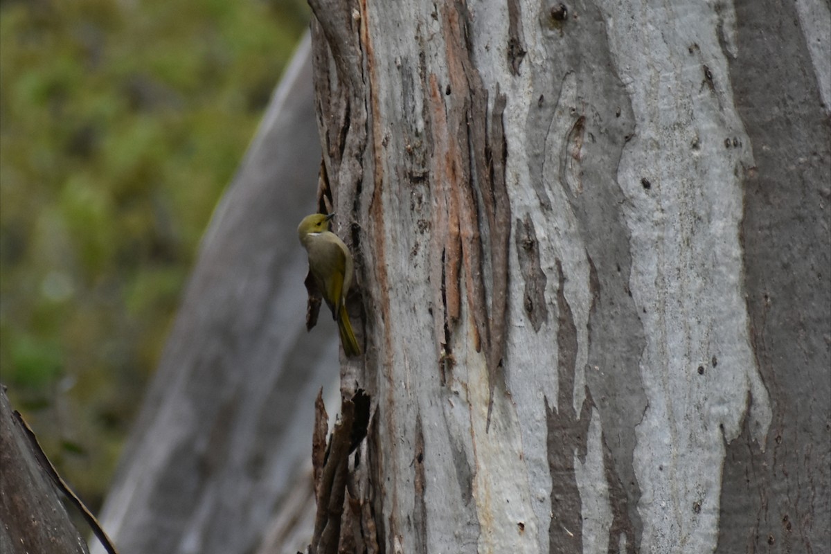 White-plumed Honeyeater - ML644252138
