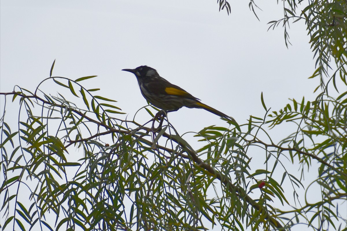 New Holland Honeyeater - ML644252144