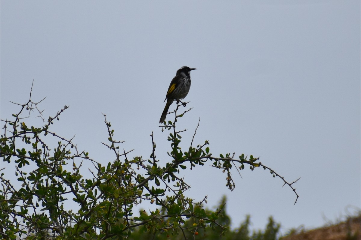 New Holland Honeyeater - ML644252145