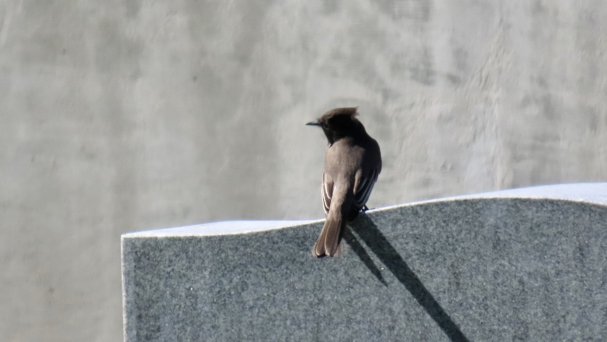 Black Phoebe - ML644252149