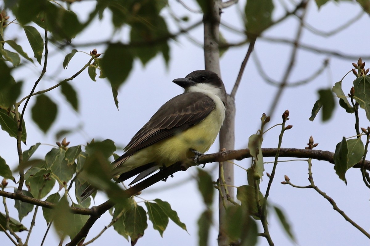 Thick-billed Kingbird - ML644252160