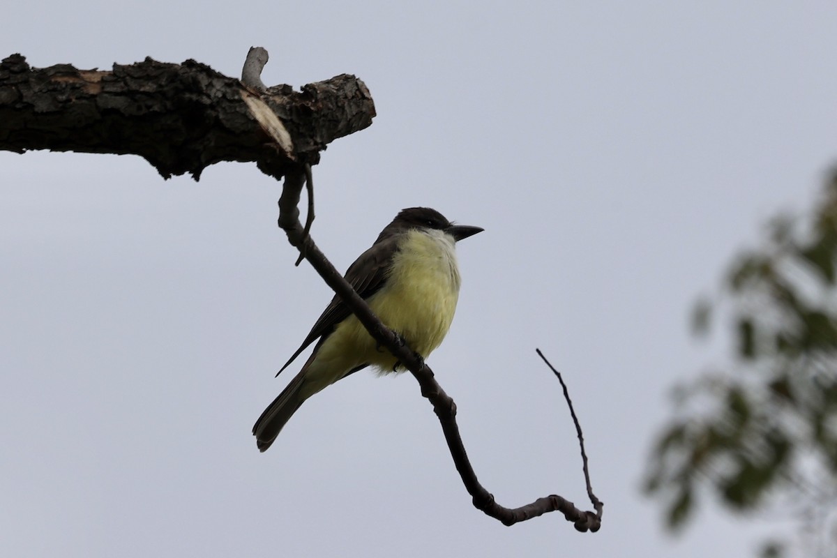 Thick-billed Kingbird - ML644252161