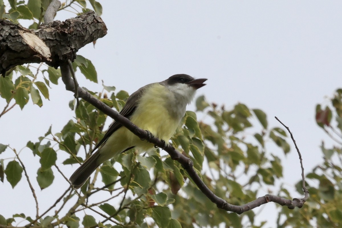 Thick-billed Kingbird - ML644252162