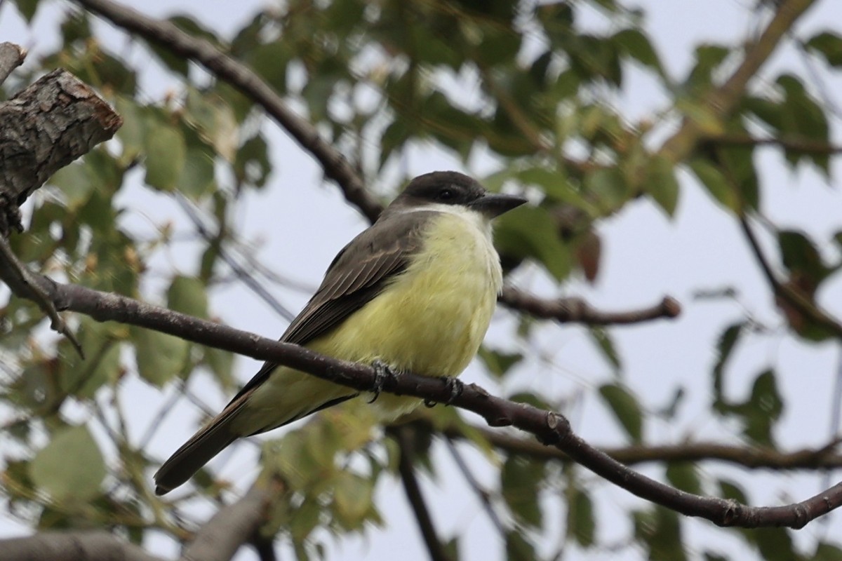 Thick-billed Kingbird - ML644252163